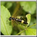 Allantus cf cingulatus - Blattwespe 01b 9mm.jpg